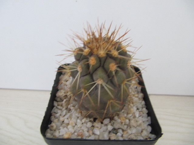 Copiapoa Gigantea RCP 51