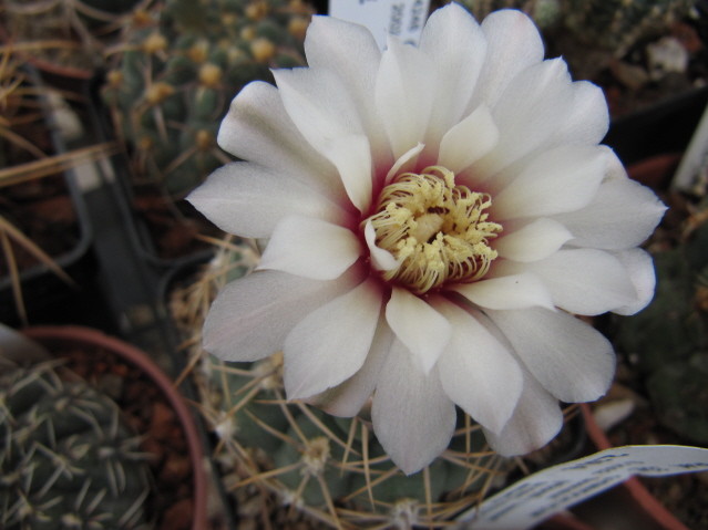 Gymnocalycium Ochoterenae ssp. Herbsthoferianum GN100-252