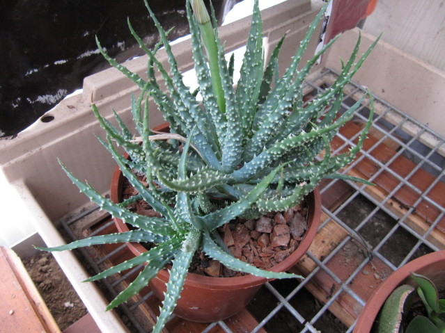 réf:1704-1 photo prise le 03-04-2011