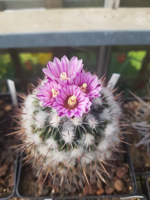 Echinofossulocactus SP DSCF465