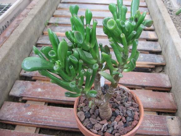 réf:1531-2 Photo prise le 11-10-2009