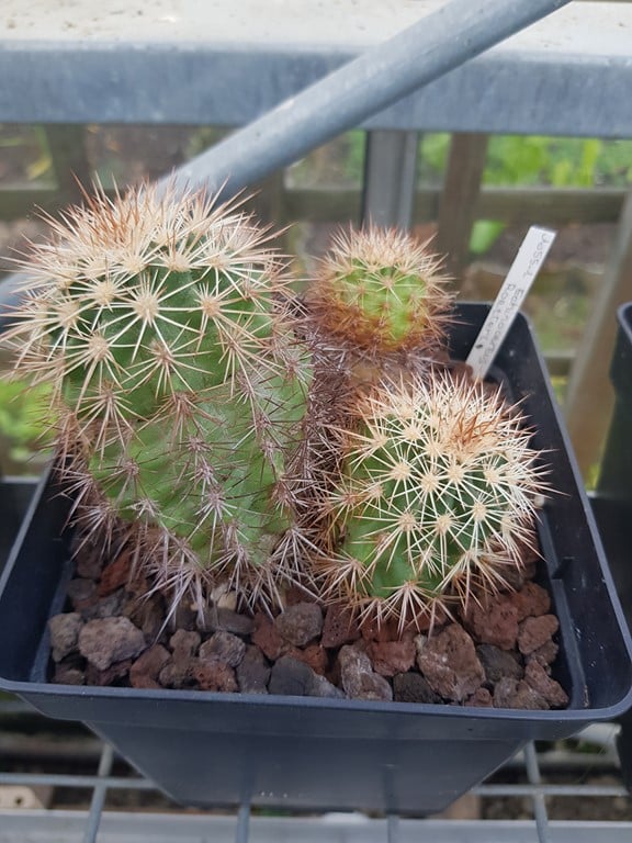 réf:146 Echinocereus  x roetteri