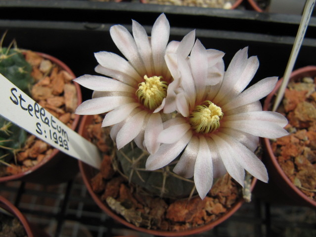 Gymnocalycium stellatum