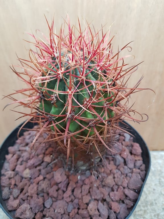 Ferocactus Gracilis