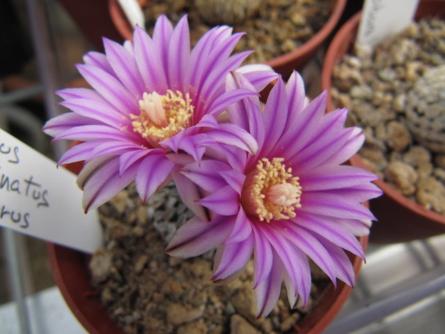 Turbinicarpus pseudopectinatus var. rubriflorus 