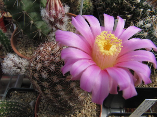 Echinocereus Adutus 
