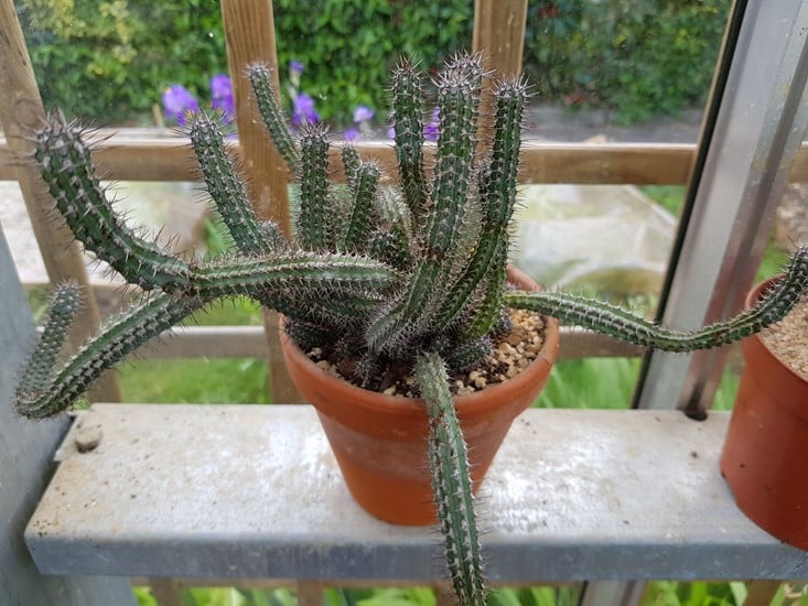 Réf:1625-1 photo prise le 01-05-2020