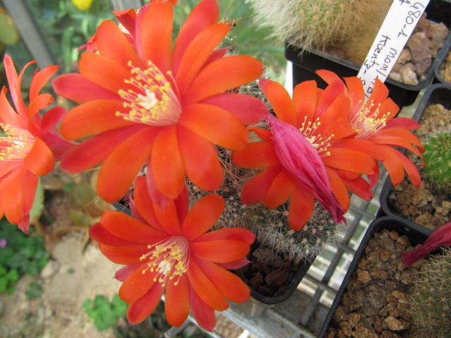 Rebutia Fiebrigii(Aylostera aureispina KK 1694) 