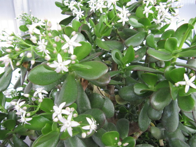Crassula portulacea 