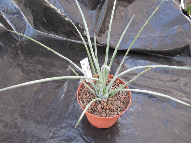 réf: 6-1  Photo prise le 24-10-2010