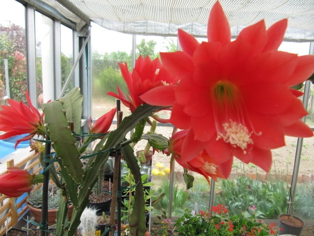 Epiphyllum 