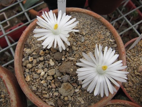 réf:31 Lithops Karasmontana ssp.eberlanzii C208