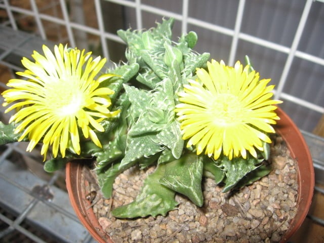 réf:10-1 Photo prise le 16-10-2007