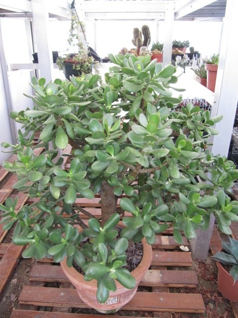 réf:1530-1 Photo prise le 22-10-2011