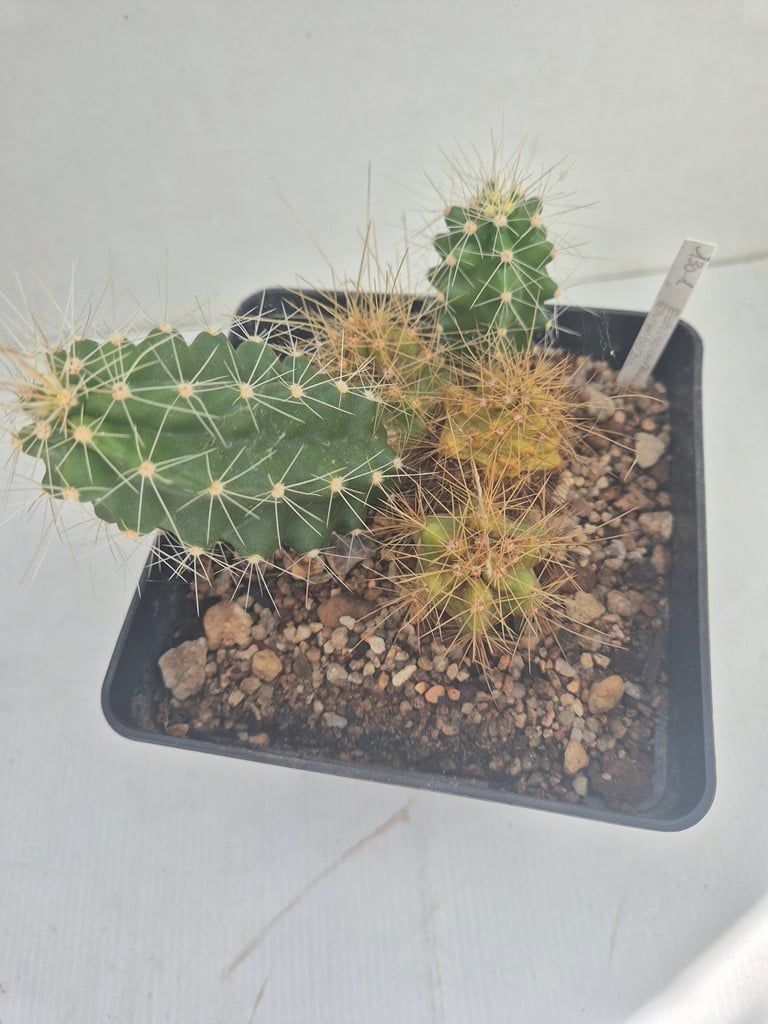 Echinocereus ehrenbergii - P 334