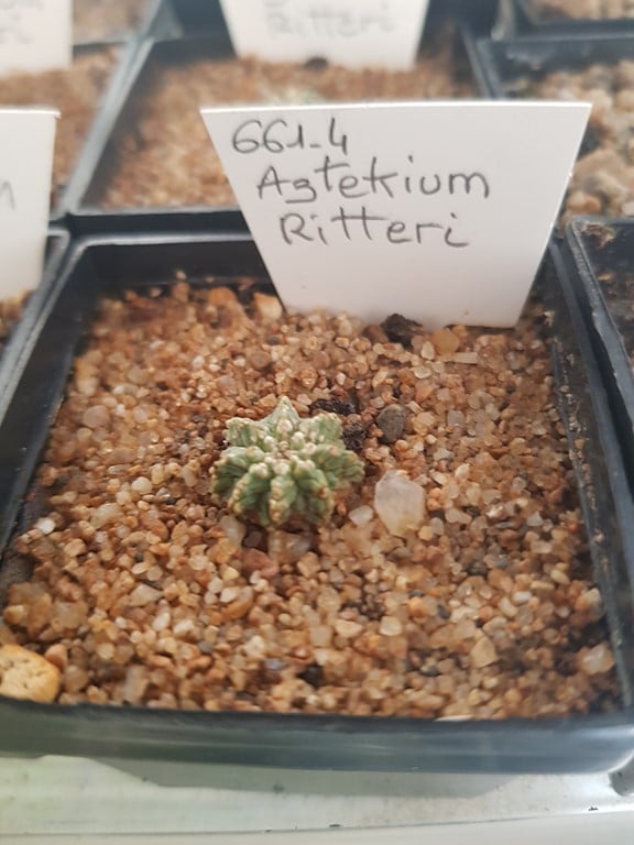 Aztekium Ritteri
