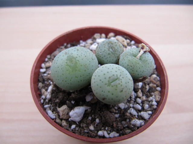 réf:1629-1  Conophytum Wettsteinii ssp. Ruschii