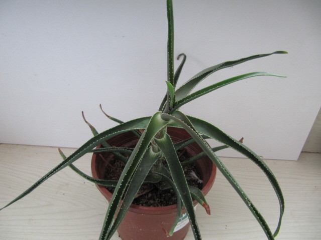 Aloe Arborescens 
