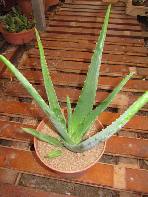 réf:1705-1 photo prise le 08-04-2012