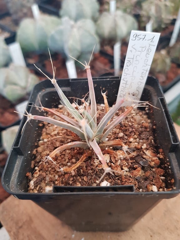 réf:957  Leuchtenbergia principis  v. trachythele