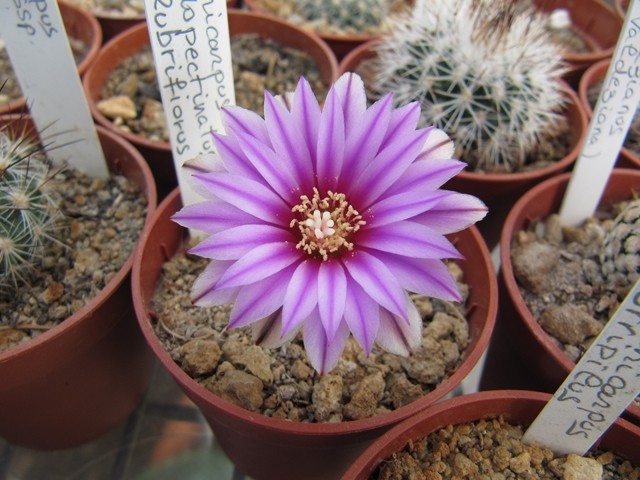 Turbinicarpus pseudopectinatus var. rubriflorus