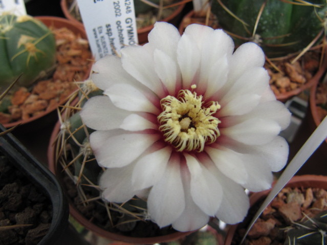 Gymnocalycium Ochoterenae ssp. Herbsthoferianum GN100-252 