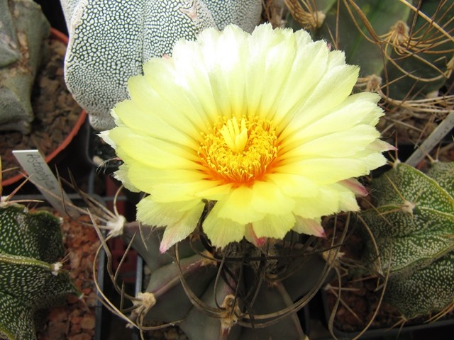 Astrophytum Capricorne var. crassispinum 
