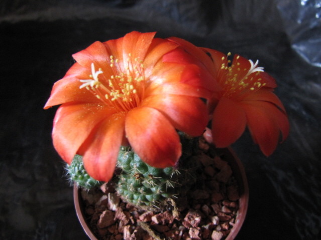 Rebutia ?  
