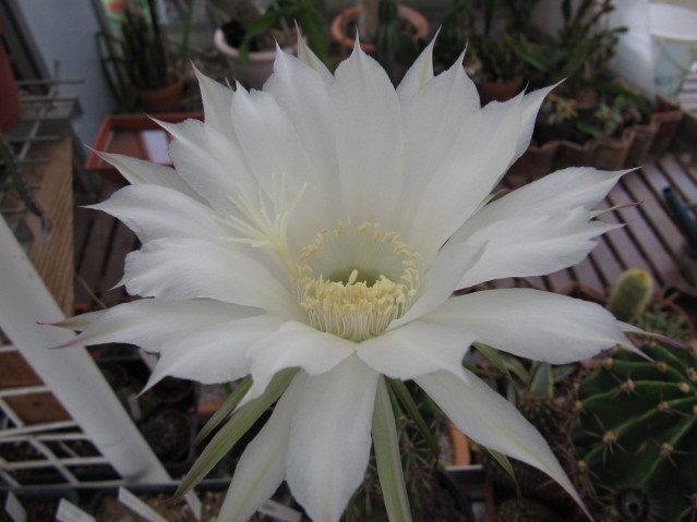 Echinopsis Eyriesii 