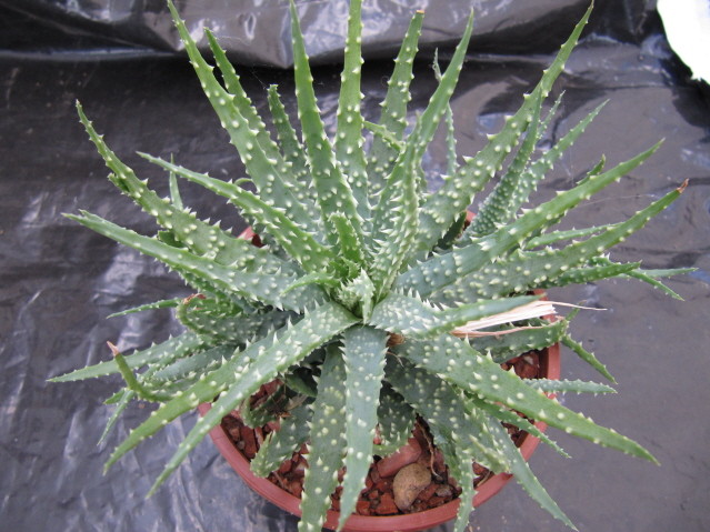 réf:1704-1 photo prise le 24-10-2010