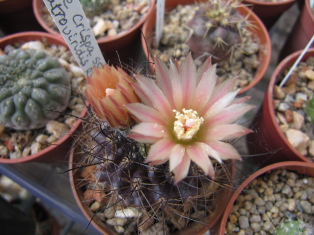 Eriosyce crispa ssp, atroviridis RMF-300