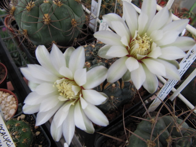 Gymnocalycium Leptanthum 