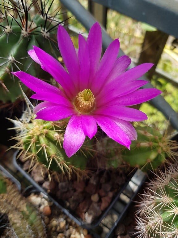 réf:144 Echinocereus viereckii - K