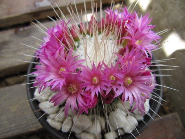 Mammillaria spinosissima 