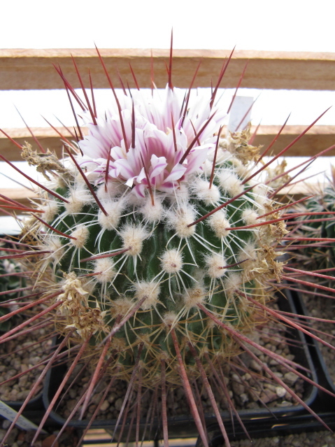 Stenocactus Vaupelianus