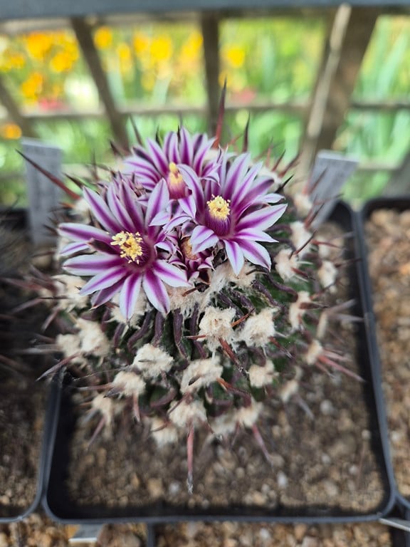 Echinofossulocactus Grandicornis