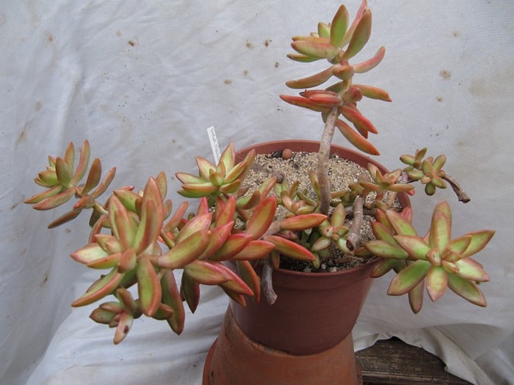 réf:1574-1  photo prise le 22-11-2018