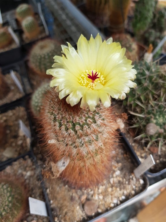 réf:410  Notocactus Schlosseri