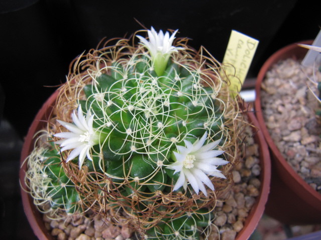 Dolichothele Camptotricha v. crispata 