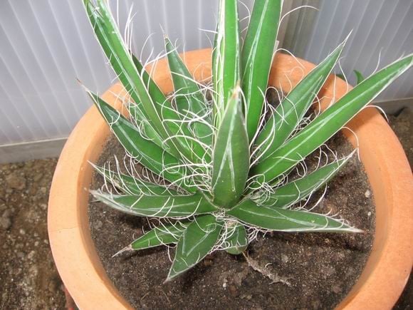 Réf: 3.1 Photo prise le 28-03-2008