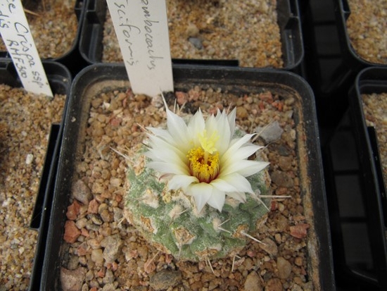 Strombocactus disciformis