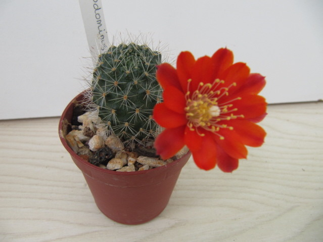 Rebutia Pseudominuscula MN2 