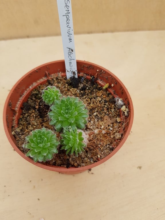 réf:1590-2 photo prise le 12-12-2021