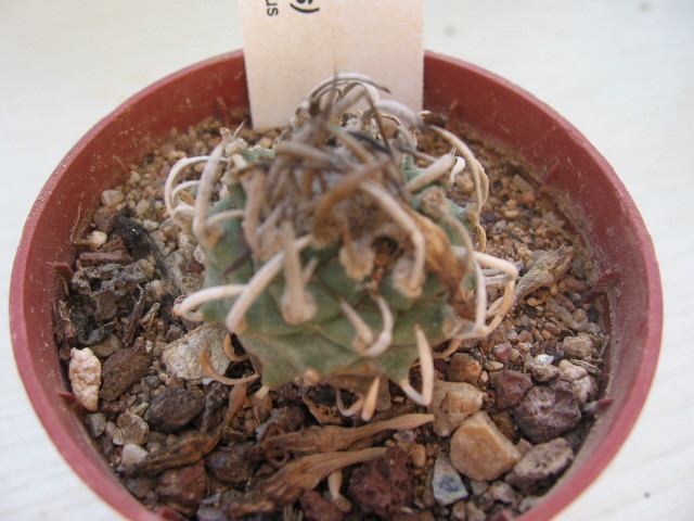 réf:591-1 photo prise le 13-09-2009