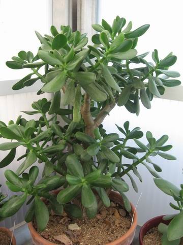 réf:1530-1 Photo prise le 08-03-2008