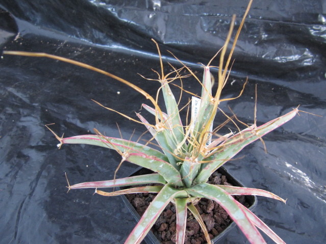 réf:955  Leuchtenbergia principis