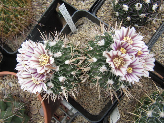 Stenocactus crispatus SB 268 P 