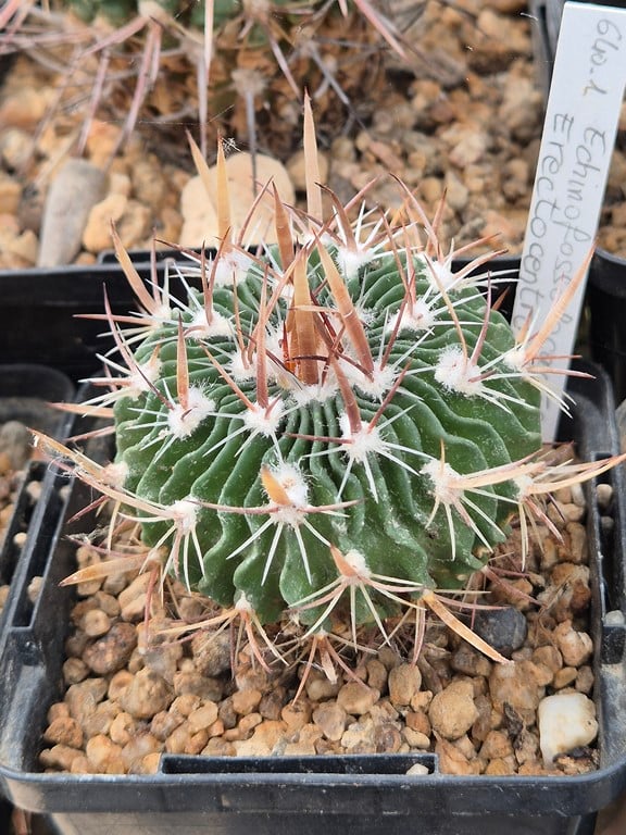 Echinofossulocactus Erectocentrus SB_286
