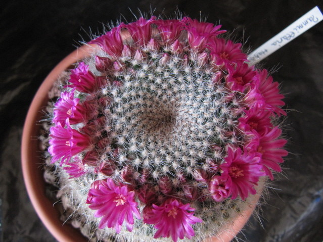 Mammillaria hahniana 
