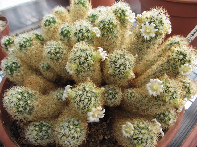 Mammillaria elongata 